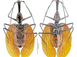  ??  ?? FOREST FIND Scientists found a species of the violin beetle (also known as banjo beetle) in the forests of Isabela in Basilan province in 1953 but it was only this month that they described it in scientific journals.