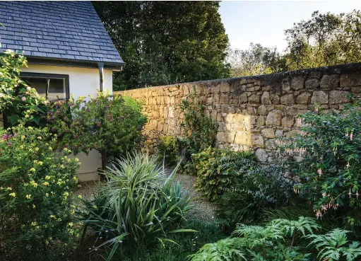  ??  ?? Above There are quiet corners in the garden where the planting is more restrained; here, Fuchsia magellanic­a var. molinae arches out from the granite walls that encircle and protect the garden from salty winds, while below them astelias punctuate the creeping plants with their spiky, silver foliage.