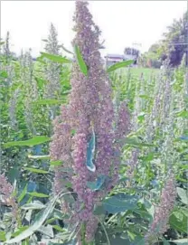  ??  ?? (Left to right) Quinoa is a hardy crop that flourishes in arid soil, so it seemed perfect for Andhra Pradesh and Rajasthan. It now occupies thousands of acres of land where nothing else would grow.