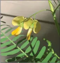  ?? (Special to the Democrat-Gazette) ?? To enjoy hemp sesbania flowers without allowing the weed to spread, prune off the seed pods that follow the flowers.