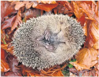  ?? ?? Do not disturb: Hedgehogs often hibernate in compost heaps