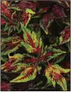  ??  ?? Coleus FlameThrow­er Chili Pepper