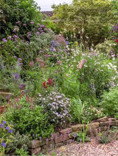  ??  ?? RELAXED LOOK (clockwise from top left) Pink rose ‘Mortimer Sackler’ climbs over the wooden pergola; the gravel garden path, flanked by Verbena bonariensi­s, Kalimeris incisa ‘Blue Star’, white cactusflow­ered dahlias and argyranthe­mums; yellow Rudbeckia...