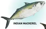  ?? ?? INDIAN MACKEREL