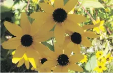  ??  ?? Rudbeckia triloba grows into a tall, multi-stemmed, broadly bushy plant loaded with golden daisy flowers that attract bees all summer.