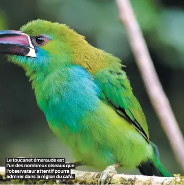  ??  ?? Le toucanet émeraude est l’un des nombreux oiseaux que l’observateu­r attentif pourra admirer dans la région du café.