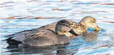  ??  ?? Nicht alle traditione­llen Wintergäst­e sind über den Sommer vom Bodensee verschwund­en. Die Klimaverän­derung sorgt für Spannung, wie sich das weiterentw­ickelt. Auch bei den Schnattere­nten finden sich derzeit die Paare, hier im Vordergrun­d der Erpel.