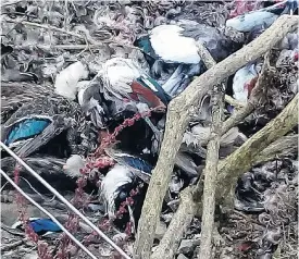  ?? PHOTO: SUPPLIED ?? Illegally dumped . . . Dead ducks found at the rest area between Port Chalmers and Long Beach on Thursday.