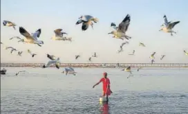  ?? AFP ?? ■
A man feeds seagulls at Arail Ghat in Prayagraj during a the nationwide lockdown, which has been imposed to check the spread of the coronaviru­s.