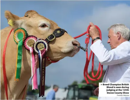  ?? Finnbarr Webster ?? > Breed Champion British Blond is seen during judging at the 125th Devon County Show