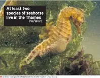  ?? PA/WIRE ?? At least two species of seahorse live in the Thames