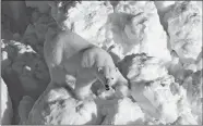  ?? MIKE LOCKHART, USGS HANDOUT PHOTO ?? A polar bear walks across rubble ice in the Alaska portion of the southern Beaufort Sea.