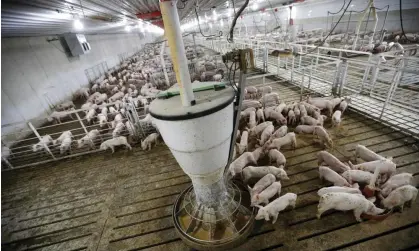  ?? Photograph: Charlie Neibergall/AP ?? Hogs feed on a farm in Iowa.