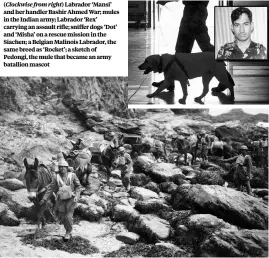  ?? COURTESY: INDIAN DEFENCE NEWS WIKIMEDIA COMMONS ?? ( Clockwise from right) Labrador ‘Mansi’ and her handler Bashir Ahmed War; mules in the Indian army; Labrador ‘Rex’ carrying an assault rifle; sniffer dogs ‘Dot’ and ‘Misha’ on a rescue mission in the Siachen; a Belgian Malinois Labrador, the same...