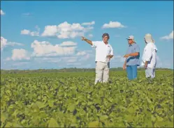  ??  ?? INTACTA. El 70% de los agricultor­es pagó regalías al comprar.