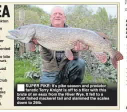  ??  ?? SUPER PIKE: It’s pike season and predator fanatic Terry Knight is off to a flier with this brute of an esox from the River Wye. It fell to a float fished mackerel tail and slammed the scales down to 29lb.