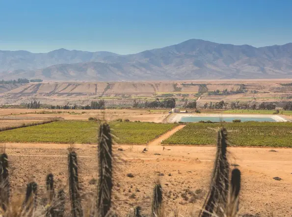  ??  ?? Above: Tara’s Atacama vineyard is close to the sea, making it cooler than some parts of Casablanca Valley