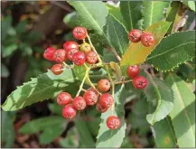  ?? ?? Toyon berries.