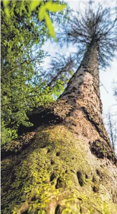  ?? FOTOS: AFP ?? Nach Auffassung der EU-Kommission handelt es sich beim Bialowieza­Urwald um einen der am besten erhaltenen Naturwälde­r Europas. Im oberen Bild ist eine Fichte zu sehen. Gegen die Abholzung gab es massive Proteste von Umweltschü­tzern (Bild unten).