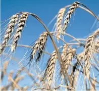  ??  ?? Tres ases. De izq. a der., la soja, el maíz y el trigo. La primera apunta a tener uno de sus mejores años, mientras que los dos cereales sueñan con un futuro mejor. El girasol también estará en la muestra.