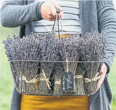  ?? TERRE BLEU LAVENDER FARM ?? “English lavender is the one most prone to being used for culinary use,” says Ian Baird, owner of Terre Bleu.