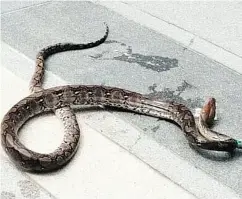  ??  ?? Panarat Chaiyaboon went to the hospital after she was bit by a 2.5-metre python that emerged from her toilet.