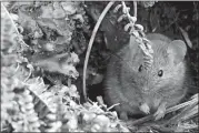  ?? STEFAN AND JANINE SCHOOMBIE VIA AP ?? This undated handout photo shows a house mouse on Marion Island, South Africa. Mice that were brought by mistake to a remote island near Antarctica 200 years ago are breeding out of control because of climate change, eating seabirds and causing major harm in a special nature reserve with “unique biodiversi­ty.”