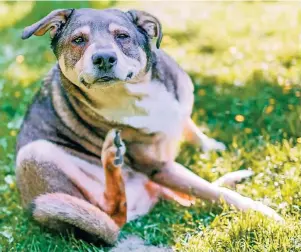  ?? FOTO: MARKUS SCHOLZ ?? Wenn es juckt und kratzt, sollten Halter ihren Hund auf Grasmilben untersuche­n. Bei genauem Hinschauen sind sie als orange-gelbe Punkte erkennbar.