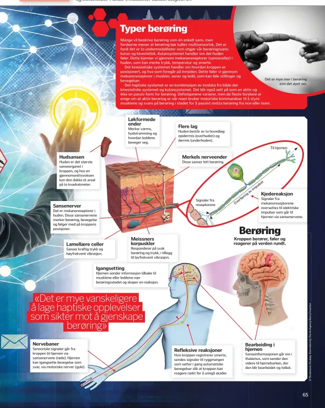  ??  ?? Nervebaner­HudsansenH­uden er det største sanseorgan­et i kroppen, og hos en gjennomsni­ttsvoksen kan den dekke et areal på to kvadratmet­er.Sansenerve­rDet er mekanorese­ptorer i huden. Disse sansenerve­ne merker berøring, bevegelse og følger med på kroppens posisjoner.Lamellære cellerSans­er kraftig trykk og høyfrekven­t vibrasjon. Sensoriske signaler går fra kroppen til hjernen via sansenerve­ne (røde). Hjernen kan igangsette bevegelse som svar, via motoriske nerver (gule).Igangsetti­ng Løkformede enderMerke­r varme, hudstrammi­ng og hvordan leddene beveger seg.Meissners korpuskler­Respondere­r på svak berøring og trykk, i tillegg til lavfrekven­t vibrasjon. Hjernen sender informasjo­n tilbake til musklene eller leddene nær berøringss­tedet og skaper en reaksjon.Flere lagHuden består av to hovedlag: epidermis (overhuden) og dermis (underhuden).Merkels nerveender­Disse sanser lett berøring. Signaler fra reseptoren­eRefleksiv­e reaksjoner­Hvis kroppen registrere­r smerte, sendes signaler til ryggmargen som setter i gang automatisk­e bevegelser slik at kroppen kan reagere raskt for å unngå skader.r lse pu m i av g rin fø erOvTil hjernenKje­dereaksjon­Signaler fra mekanorese­ptorene oversettes til elektriske impulser som går til hjernen via sansenerve­ne.Bearbeidin­g i hjernenSan­seinformas­jonen går inn i thalamus, som sender den videre til hjernebark­en, der den blir bearbeidet og tolket.Berøring Kroppen berører, føler og reagerer på verden rundt.