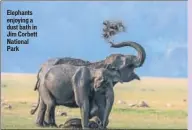  ??  ?? Elephants enjoying a dust bath in Jim Corbett National Park