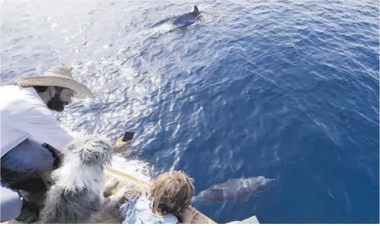  ?? Ferran Nadeu ?? Sergi R. Basolí, con su hijo y Nirvana, entre delfines en el Ría de Ferrol, que embarca a turistas para avistar ballenas. Abajo, la bióloga Julia Gostischa.
