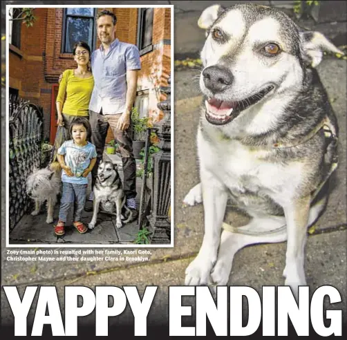  ??  ?? Zoey (main photo) is reunited with her family, Kaori Goto, Christophe­r Mayne and their daughter Clara in Brooklyn.