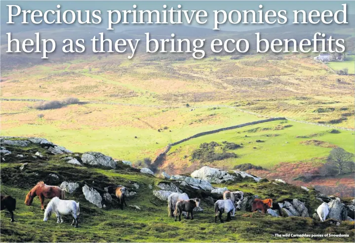  ??  ?? > The wild Carneddau ponies of Snowdonia