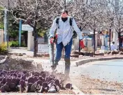  ?? EDDIE MOORE/JOURNAL ?? Nestor Araiza blows leaves and trash out of cactus plants in the median of Paseo de Peralta last week. He and others with McCumber Fine Gardens were sprucing up the median they take care of through the city’s Adopt a Median program.