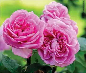  ?? ?? Scent sensation: Perfumed shrub rose Gertrude Jekyll