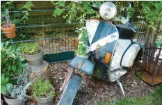  ??  ?? Weil eine ausgeschla­chtete Vespa viel zu schade für den Schrotthän­dler ist, hat sie Club-Vize Tobi Kratzenber­ger als Deko in seinem Garten platziert.