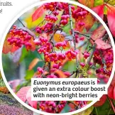  ?? ?? Euonymus europaeus is given an extra colour boost with neon-bright berries