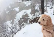  ?? KEITH UHLIG/USA TODAY NETWORK-WISCONSIN ?? Rib Mountain, for humans or their best friends, can be a challengin­g hike.