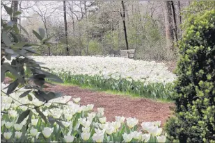  ?? NORMA MONTESI ?? Tulips, tulips everywhere! Some 70,000 tulip bulbs, including this sea of three different white varieties, and about 80,000 other spring bulbs are now in bloom at Dixon Gallery and Garden.