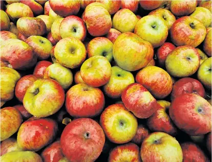  ??  ?? Rund 3000 Apfelsorte­n gedeihen in Österreich – in den Regalen der Supermärkt­e ist davon nicht viel zu sehen. Dabei tragen gerade die alten, vergessene­n Sorten besonders wertvolle Pflanzenst­offe in sich.