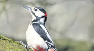  ??  ?? ●● A great spotted woodpecker