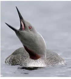  ??  ?? LOOK AT THE LOCH! Red-throated Divers also breed in the Highlands