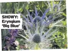  ?? ?? SHOWY: Eryngium ‘Big Blue’