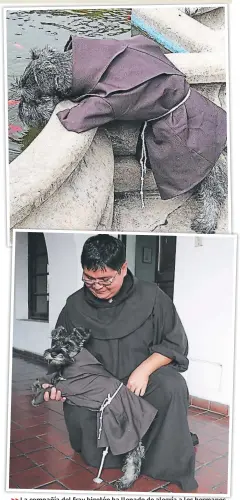  ??  ?? La compañía del fray bigotón ha llenado de alegría a los hermanos franciscan­os que lo integraron como uno más en el monasterio.