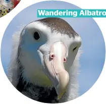  ??  ?? Wandering Albatross