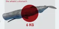  ??  ?? Six kilograms of plastic were found in the whale’s stomach