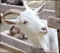  ?? Chicago Tribune/ TNS/ SHERYL DEVORE ?? Bart the goat was rescued from an inhumane living situation by Jessica and Steve Reedy, co- founders of Animal Quest.