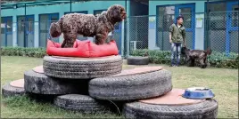  ?? REUTERS ?? “Snickers”, a Portuguese Water Dog breed, stands on rubber tyres as his brother “Peanut” is seen in the background at TopDog, a luxury pet resort in Gurugram on Thursday.