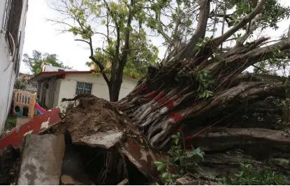  ?? YAZMÍN SÁNCHEZ ?? Una planta perenne se desprendió desde la raíz en el patio de un jardín de niños en Ciudad Madero.