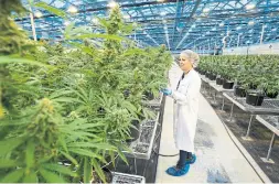  ?? DRIAN WYLD THE CANADIAN PRESS ?? Hexo Corp., a Gatineau, Quebec-based cannabis producer, is betting a listing on the New York Stock Exchange will attract more global investors.